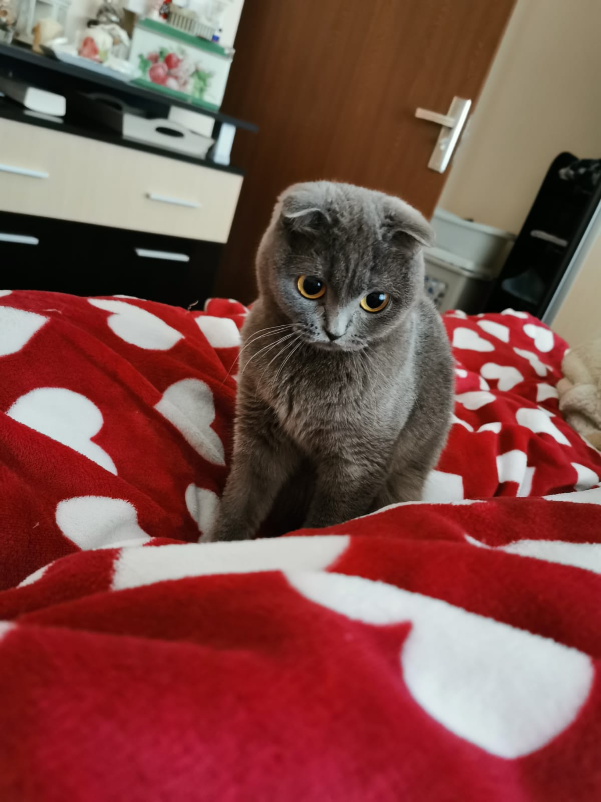 IRIS, Scottish Fold, femelă 1,5 ani