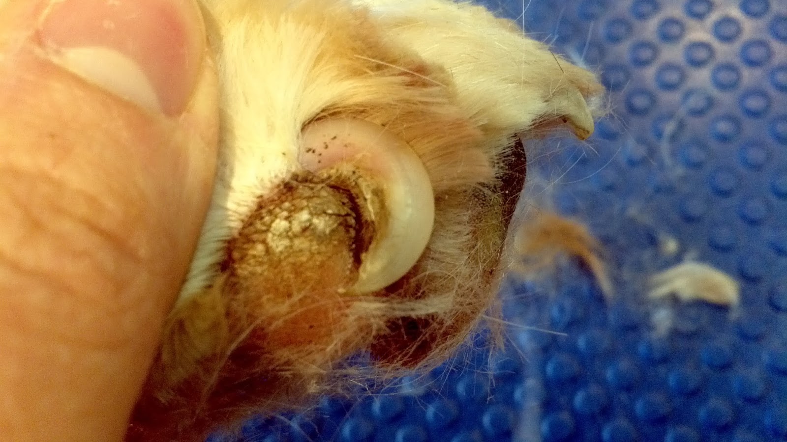tratamentul ciupercii unghiilor în timpul alăptării