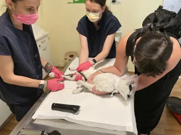 Dr Rocsana Timotin and Dr Oana Alexandru, in pink gloves, gently hold a white cat wearing a protective cone on the examination table while its owner supports its head