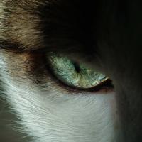 Melanomul ocular la pisici