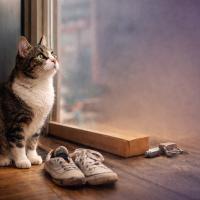 Nevaccinarea pisicilor de interior