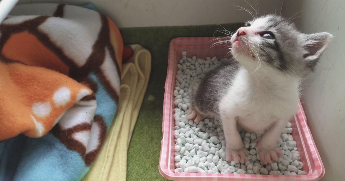 Gaseous Attachment weight Comportamentul si Educarea Pisoiului – Educarea sau Deprinderea Folosirii Litierei | Cats' LadyVet - Doctorița Pisicilor Gaseous Attachment weight Comportamentul si Educarea Pisoiului – Educarea sau Deprinderea Folosirii Litierei | Cats' LadyVet - Doctorița Pisicilor
