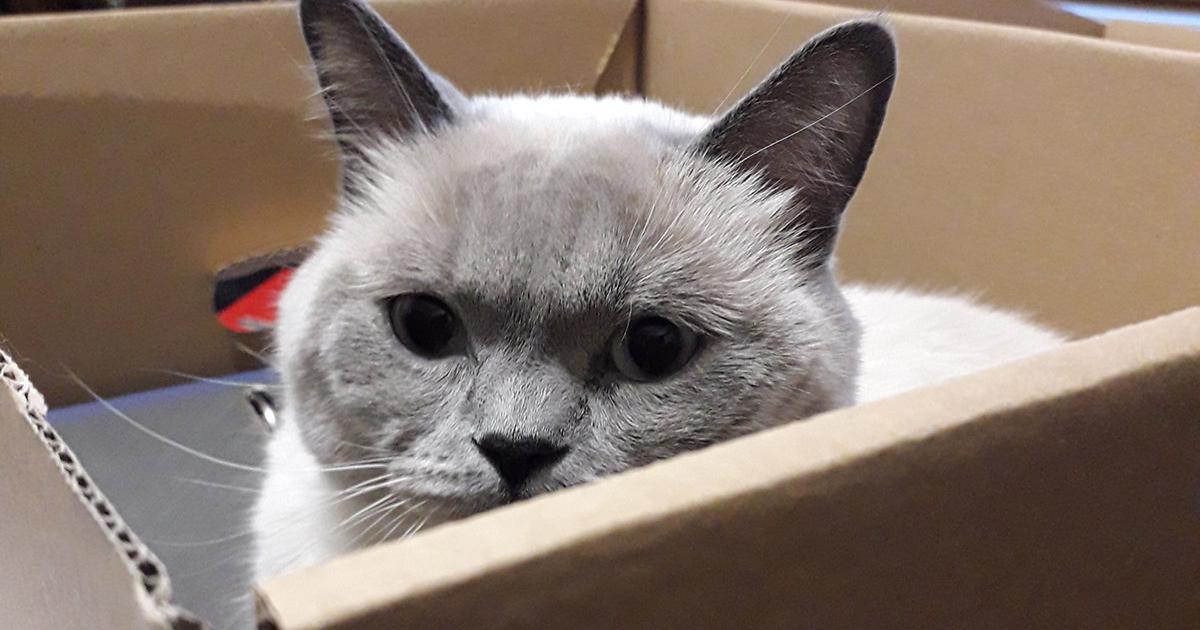 Viața noastră cu Daisy Cats' LadyVet Doctorița Pisicilor