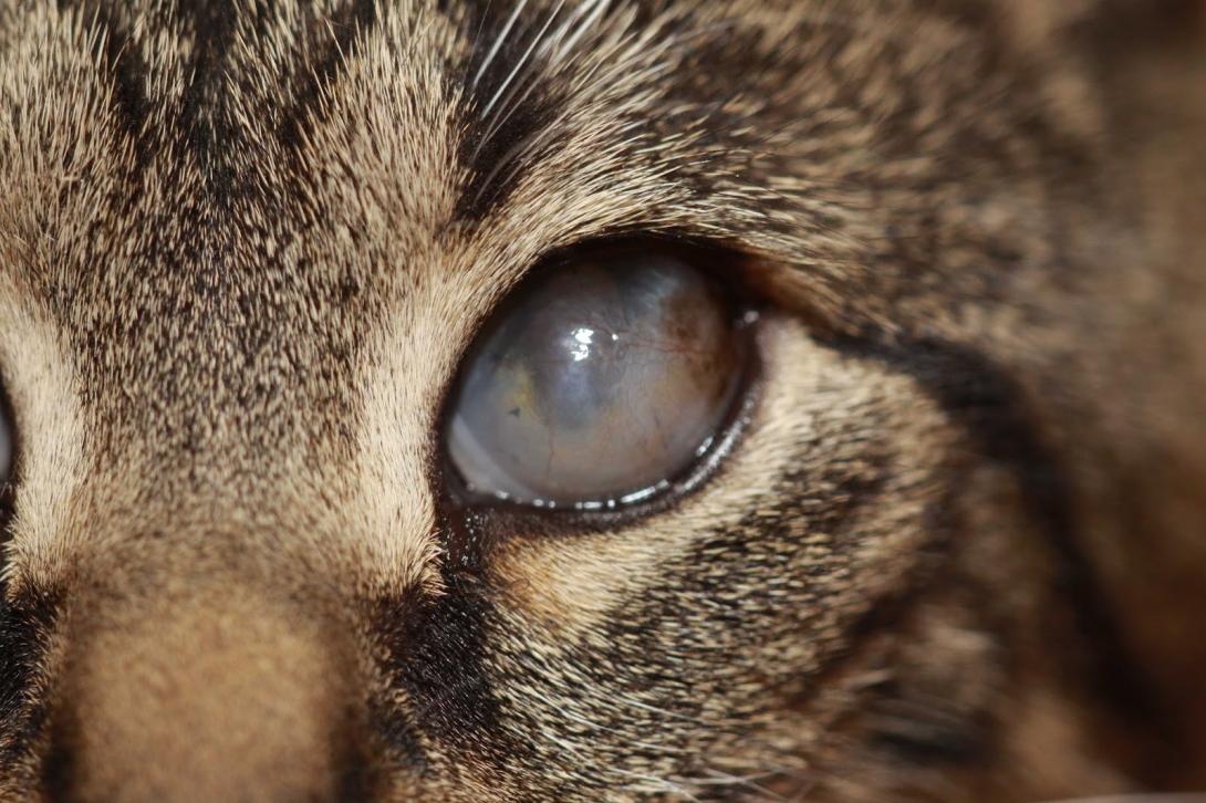 Conjunctivita Cu Herpesvirus Felin Cats