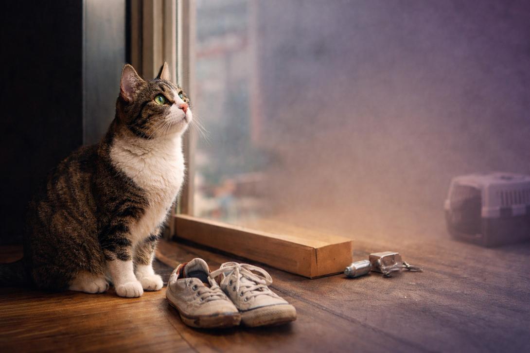 Nevaccinarea pisicilor de interior